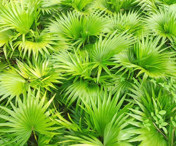 Saw Palmetto